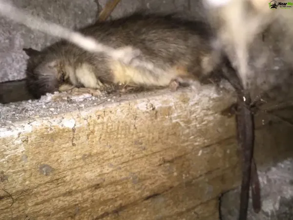 Dead Rat Removal Armstrong Creek